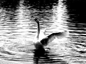 cisne