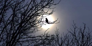 pajaro en una rama